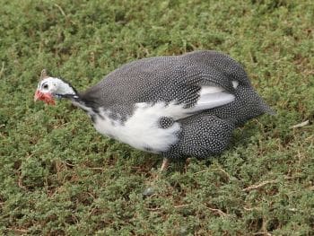 guinea