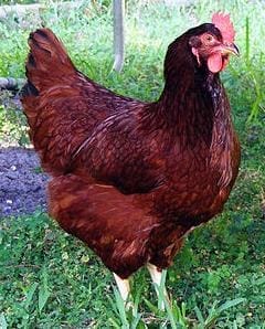 rhode-island-red-chicken