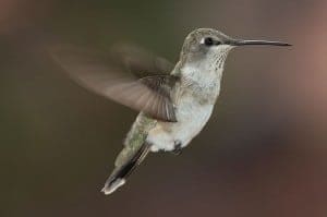 Gogole Hummingbird